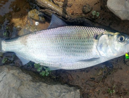 Fly Fishing for Shad on the Rappahannock River 4/10/2025