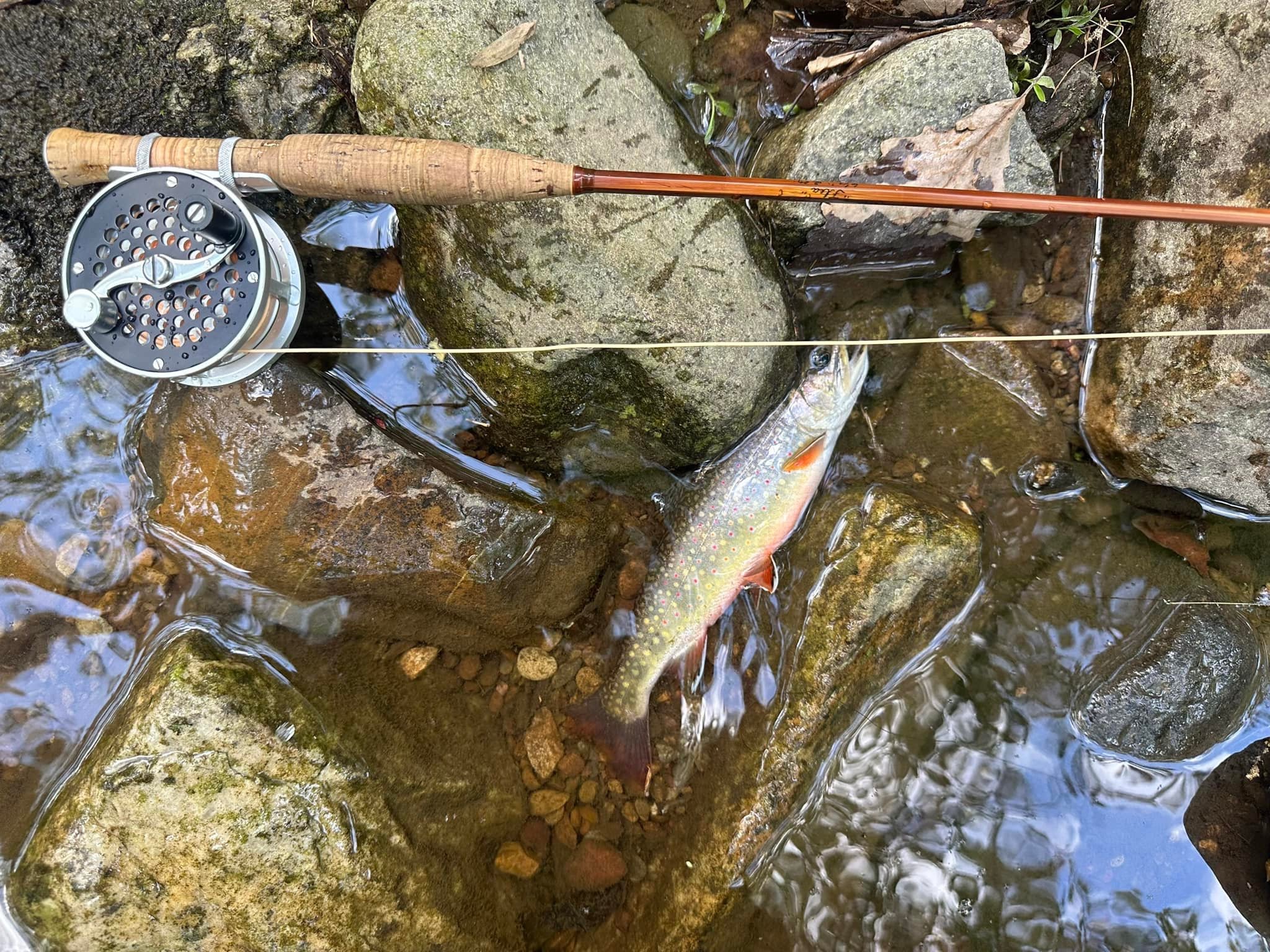 Brook trout and fly rod