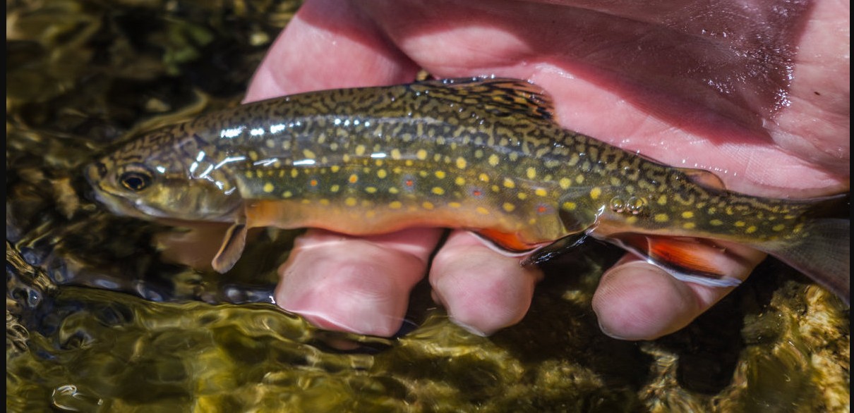Releasing a brook trout into a stream
